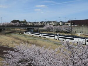 北総鉄道 白井駅 桜の中をスカイライナーが通過します