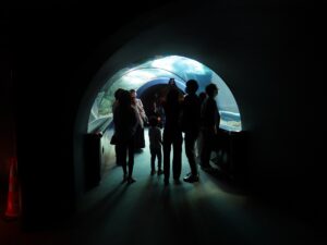 新潟市水族館 マリンピア日本海 日本海エリア 日本海大水槽のトンネル