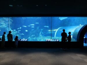 新潟市水族館 マリンピア日本海 日本海エリア 日本海大水槽