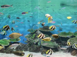 新潟市水族館 マリンピア日本海 暖流の旅エリア