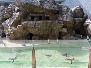 新潟市水族館 マリンピア日本海 ペンギン海岸