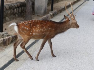 宮島 厳島神社 鹿 周辺を歩いていました