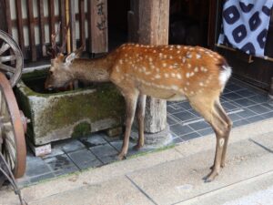 宮島 厳島神社 鹿 お水を飲んでいました