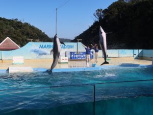 伊豆 下田海中水族館 マリンスタジアム イルカショー イルカのジャンプ