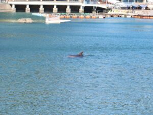 伊豆 下田海中水族館 入り江にイルカがいます