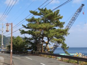 琉球船の目印松 横から撮影
