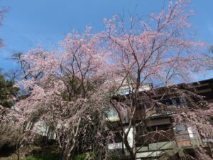 奈良交通 吉野中千本公園バス停 枝垂桜がキレイでした