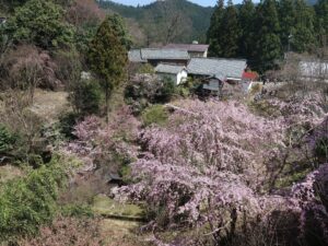 吉野 甘味処 弁慶 窓から見える桜がキレイでした