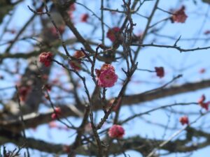 金峯山寺 梅の花が咲いていました
