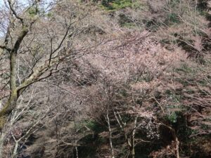 吉野中千本 奈良交通 吉野中千本公園バス停付近 山桜がキレイでした