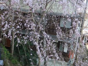 吉野中千本 枝垂桜がキレイでした