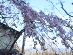 吉野中千本 枝垂桜をアップで