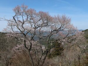 吉野中千本 山桜がキレイでした