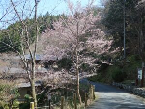 吉野下千本 七曲坂 山桜がキレイでした