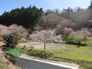 吉野駅付近 色々な桜が咲いていました