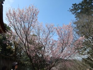 金峯山寺 山桜がキレイでした