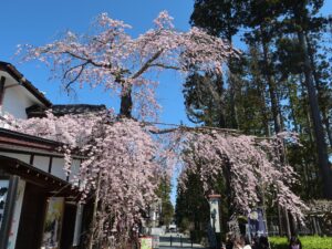 松島 甘味処 洗心庵 店舗の前にある枝垂桜
