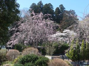 青葉山公園 宮城縣護國神社 大鳥居の隣にある枝垂桜