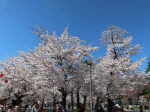 仙台 西公園 ソメイヨシノが満開です