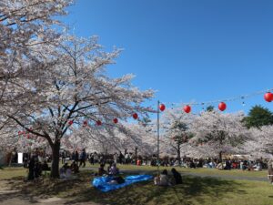 仙台 西公園 ソメイヨシノが満開です
