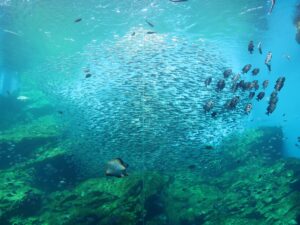 仙台うみの杜水族館 大水槽 イワシの群れとイシダイ、エイが泳いでいます