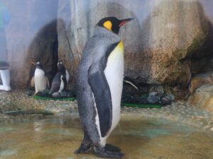 仙台うみの杜水族館 ペンギン