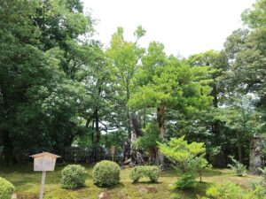 金沢 兼六園 桂の木