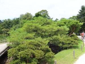 金沢 兼六園 唐崎松