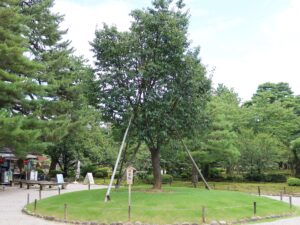 金沢 兼六園 塩釜桜