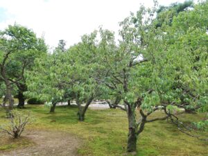 金沢 兼六園 梅林