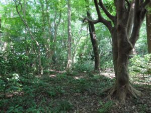 金沢城公園 本丸園地 東の丸