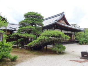 京都 鹿苑寺 金閣寺 陸船の松