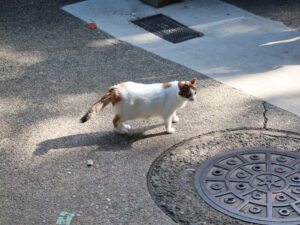 京都 伏見稲荷大社 三毛猫