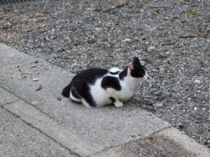 京都 伏見稲荷大社 黒ぶち猫