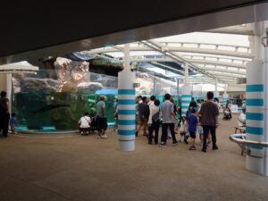 京都水族館 オットセイ・アザラシエリア