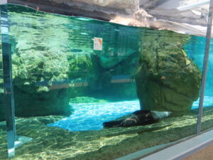 京都水族館 オットセイ・アザラシエリア オットセイが水泳中