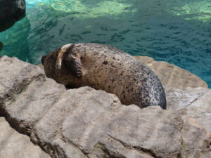 京都水族館 オットセイ・アザラシエリア ゴマフアザラシがお昼寝中
