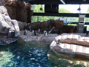 京都水族館 ペンギンエリア ケープペンギンがいっぱいいます