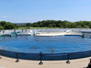 京都水族館 イルカスタジアム バンドウイルカが泳いでいました