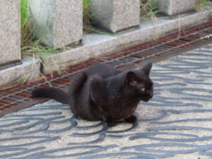 草津温泉 湯畑の近くにいた黒猫