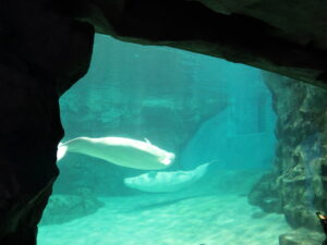 名古屋港水族館 北館 オーロラの海エリア ベルーガ
