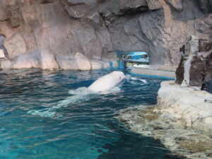 名古屋港水族館 北館 オーロラの海エリア ベルーガ