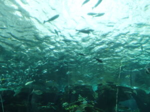 名古屋港水族館 南館 赤道の海エリア
