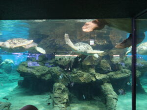 名古屋港水族館 南館 ウミガメ回遊水槽