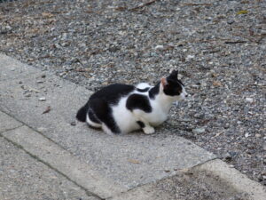京都 伏見稲荷大社 黒ぶち猫