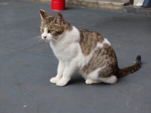 会津若松 麺や あくつ 三毛猫